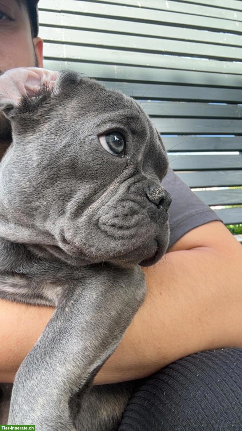 Bild 3: Französischer Bulldogge Welpe, Rüde