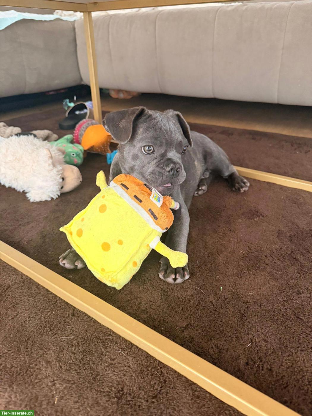 Bild 4: Französischer Bulldogge Welpe, Rüde