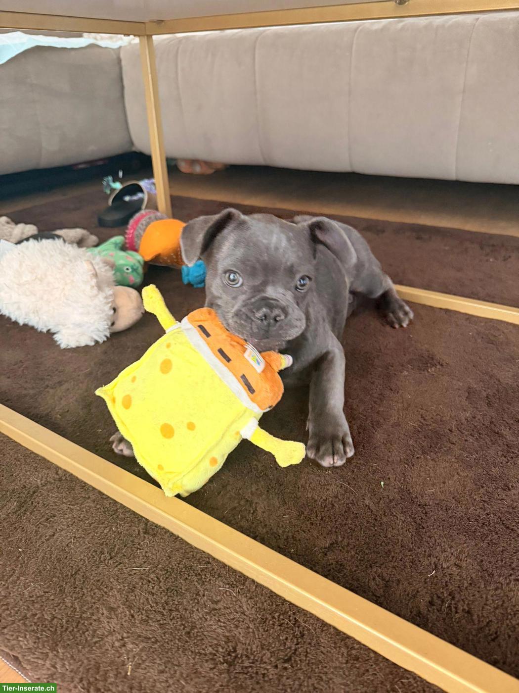Bild 5: Französischer Bulldogge Welpe, Rüde