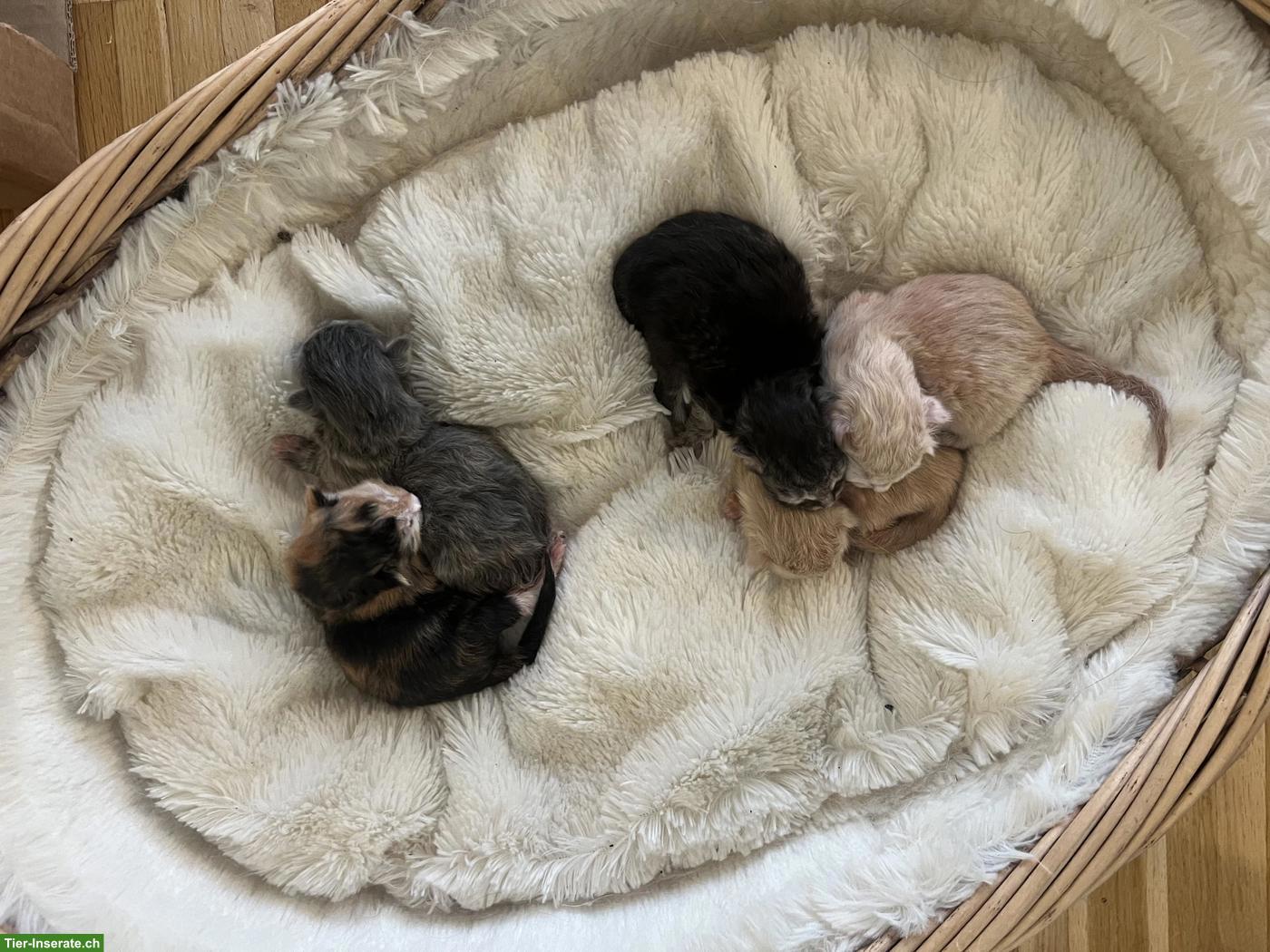 Maine Coon x BKH Mix Kitten suchen liebevolles Zuhause