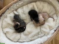 Maine Coon x BKH Mix Kitten suchen liebevolles Zuhause