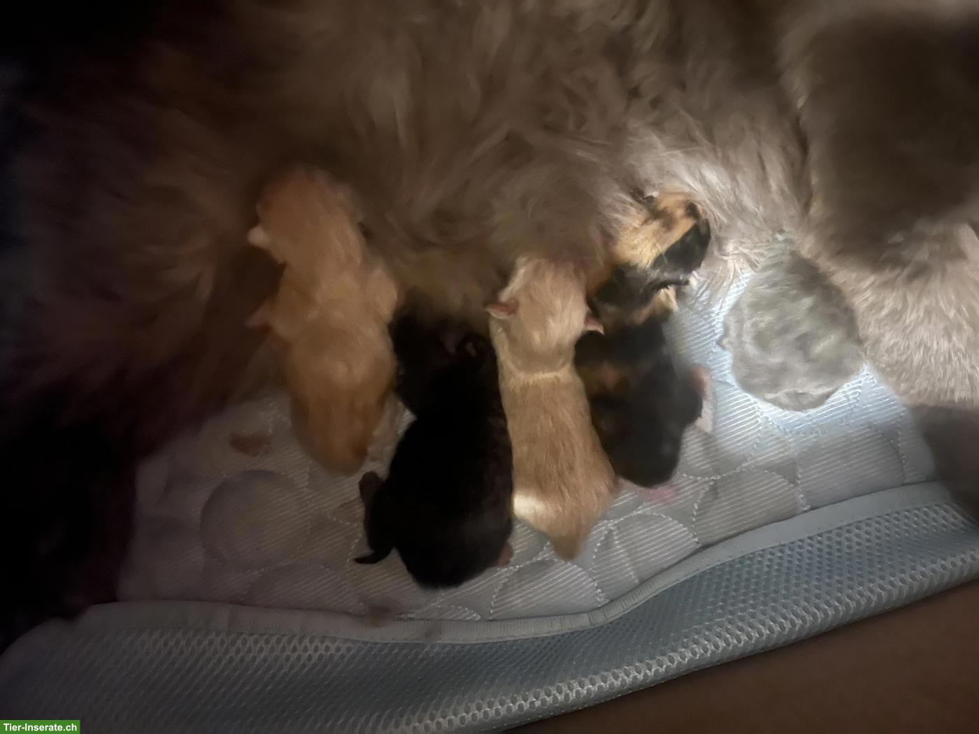 Bild 2: Maine Coon x BKH Mix Kitten suchen liebevolles Zuhause