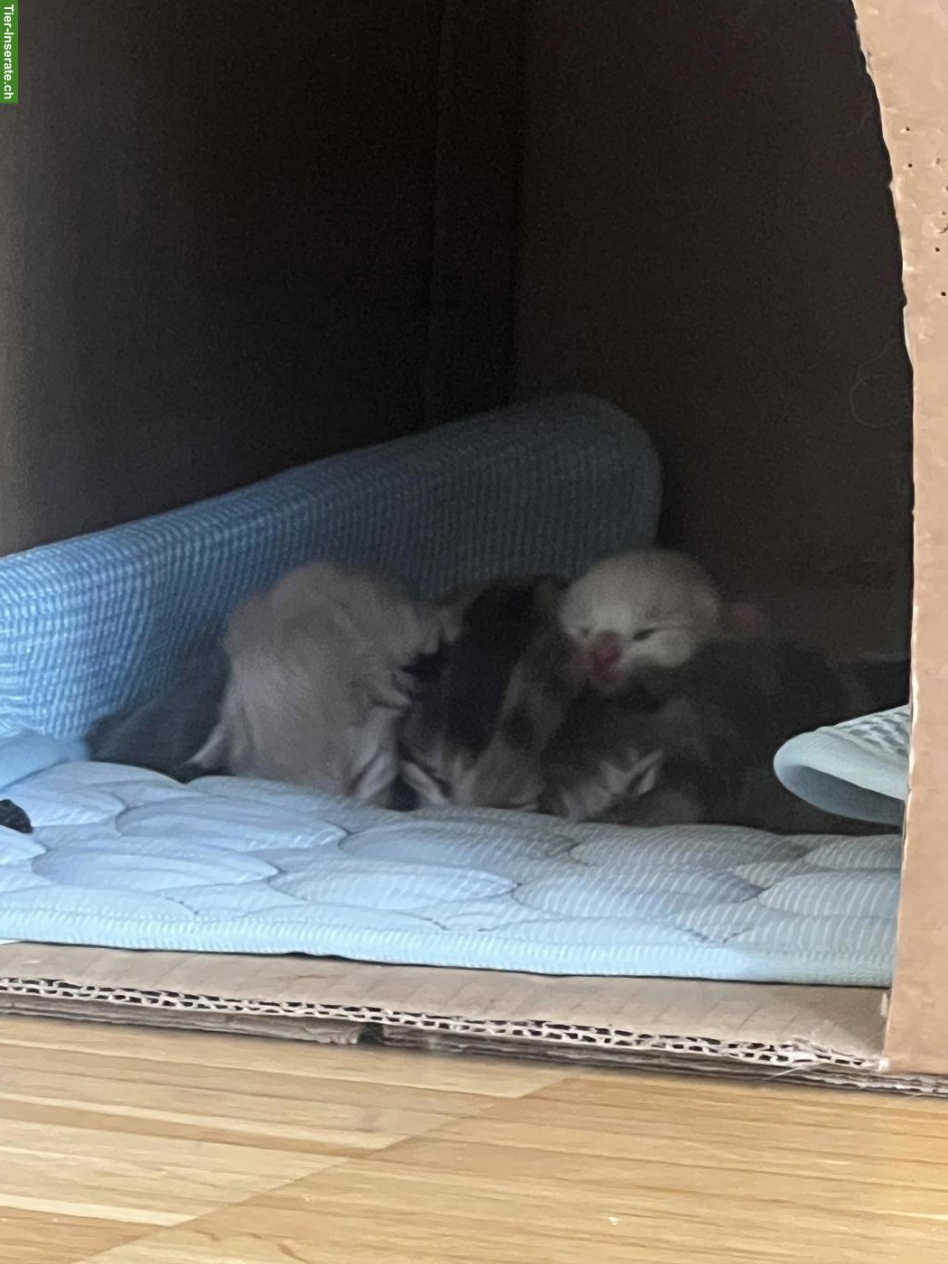 Bild 3: Maine Coon x BKH Mix Kitten suchen liebevolles Zuhause