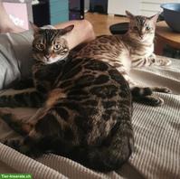 2 Snow-Charcoal Bengal Kater 3 und 5 Jahre
