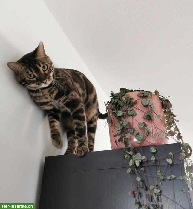 Bild 2: 2 Snow-Charcoal Bengal Kater 3 und 5 Jahre