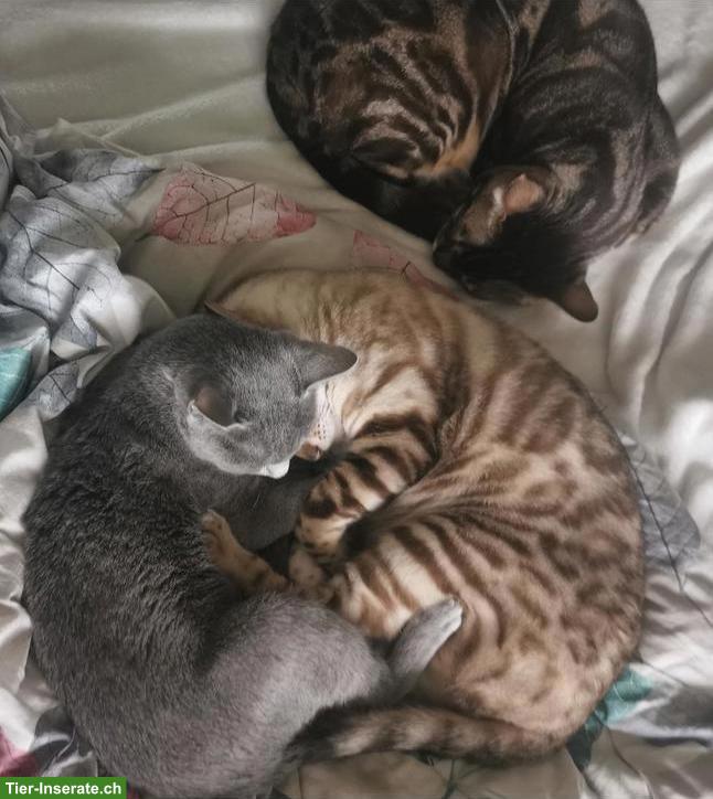 Bild 3: 2 Snow-Charcoal Bengal Kater 3 und 5 Jahre