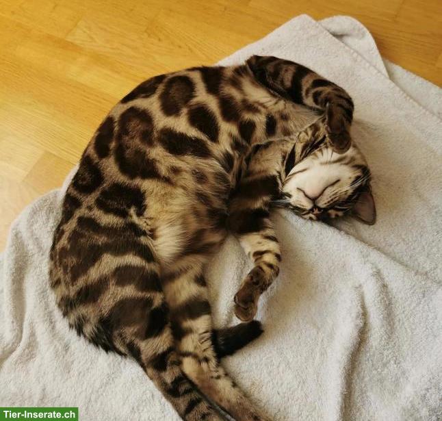 Bild 4: 2 Snow-Charcoal Bengal Kater 3 und 5 Jahre