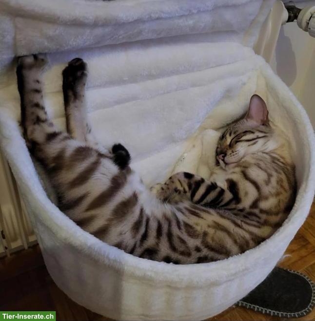 Bild 5: 2 Snow-Charcoal Bengal Kater 3 und 5 Jahre