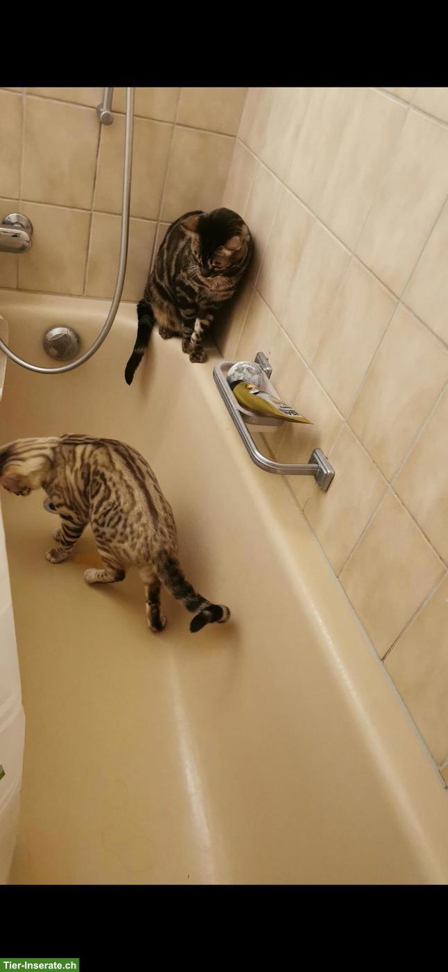 Bild 6: 2 Snow-Charcoal Bengal Kater 3 und 5 Jahre