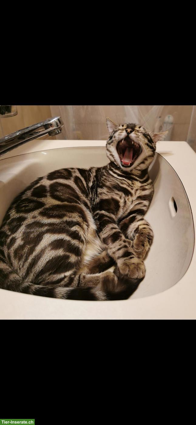 Bild 7: 2 Snow-Charcoal Bengal Kater 3 und 5 Jahre