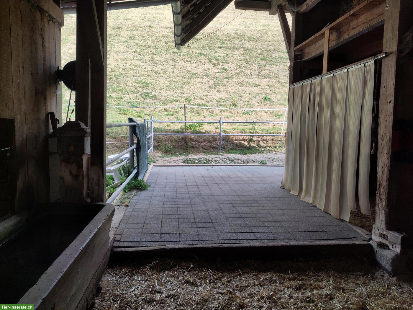 Offenstallplatz im Emmenthal für 2-3 Ponys oder Kleinpferde