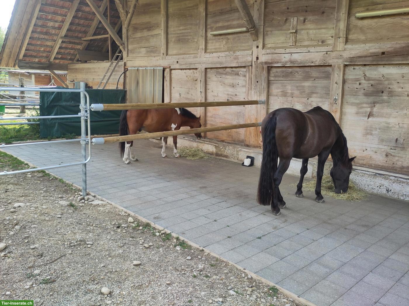 Bild 2: Offenstallplatz im Emmenthal für 2-3 Ponys oder Kleinpferde