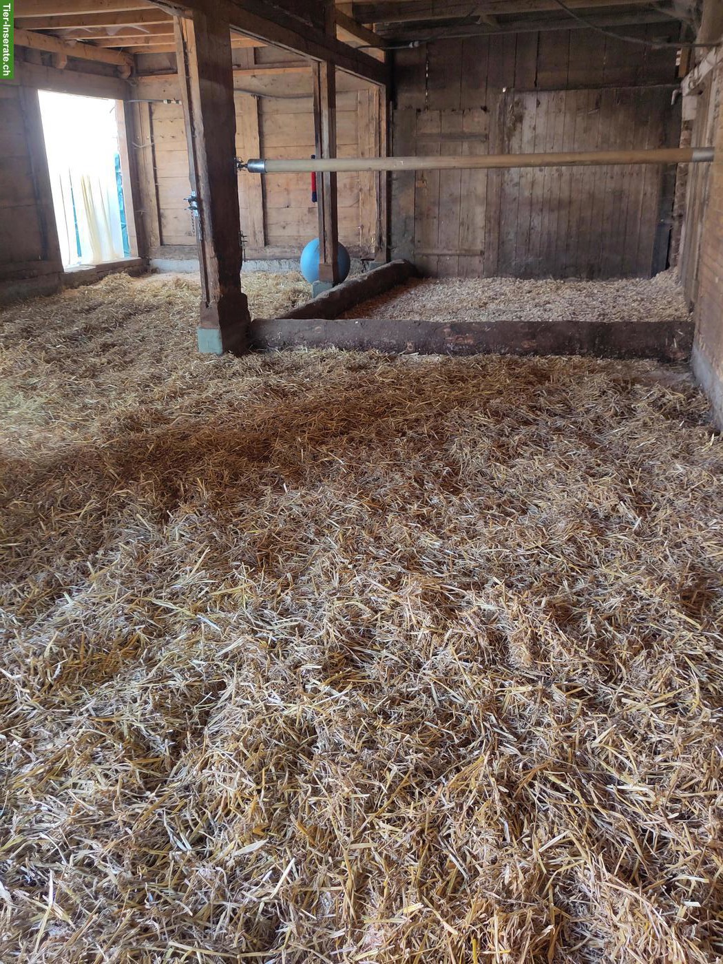 Bild 5: Offenstallplatz im Emmenthal für 2-3 Ponys oder Kleinpferde