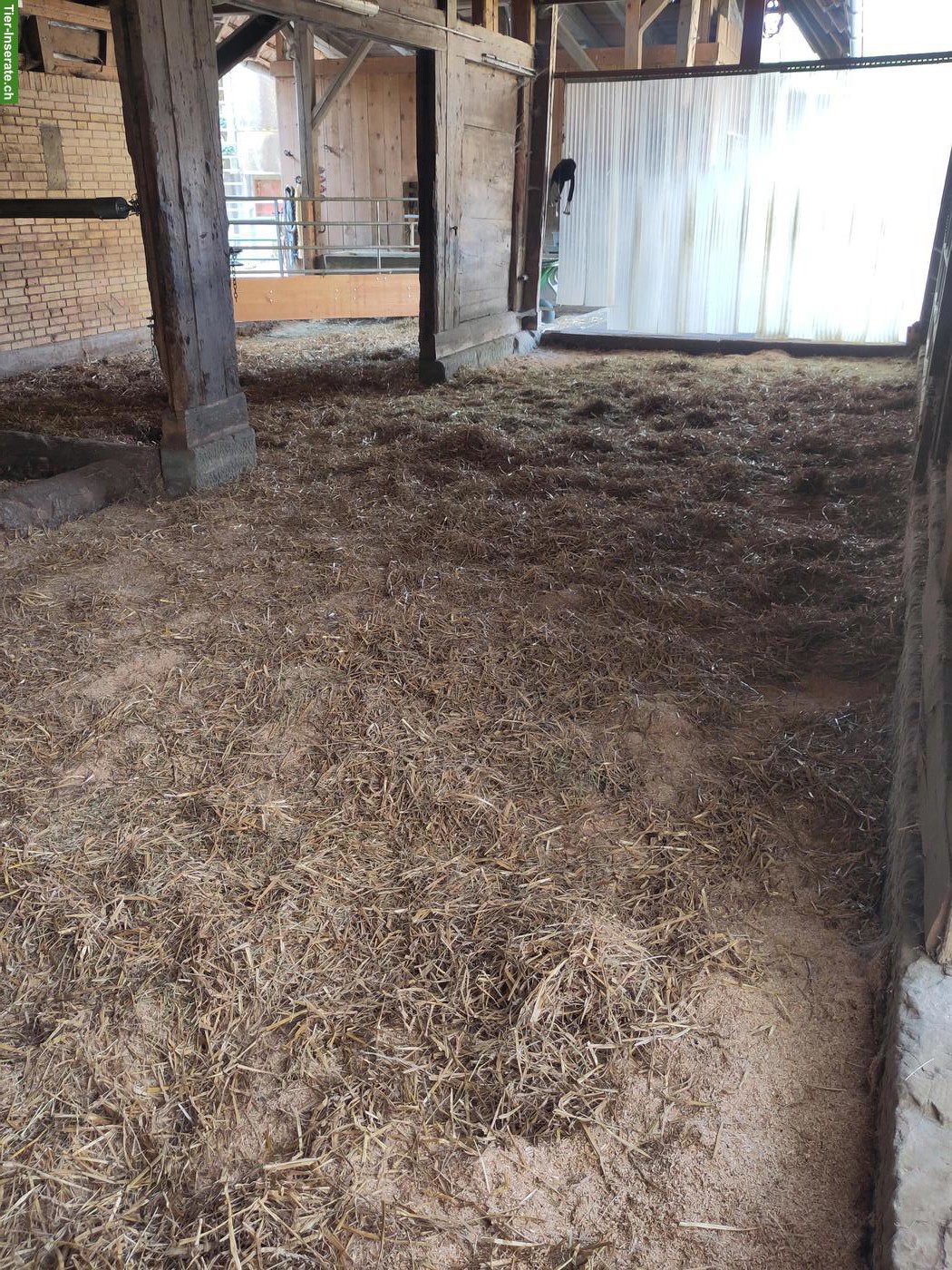 Bild 6: Offenstallplatz im Emmenthal für 2-3 Ponys oder Kleinpferde