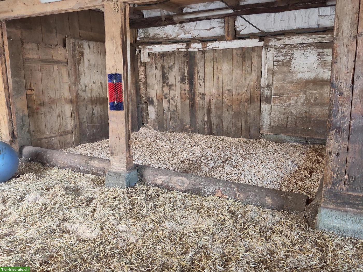 Bild 7: Offenstallplatz im Emmenthal für 2-3 Ponys oder Kleinpferde