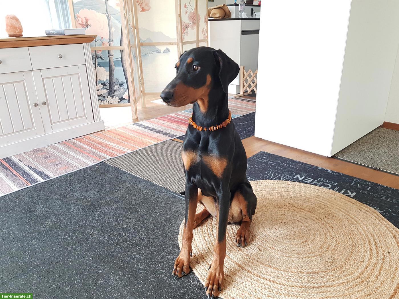 Dobermann Hündin, 1.5-jährig
