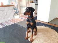 Dobermann Hündin, 1.5-jährig