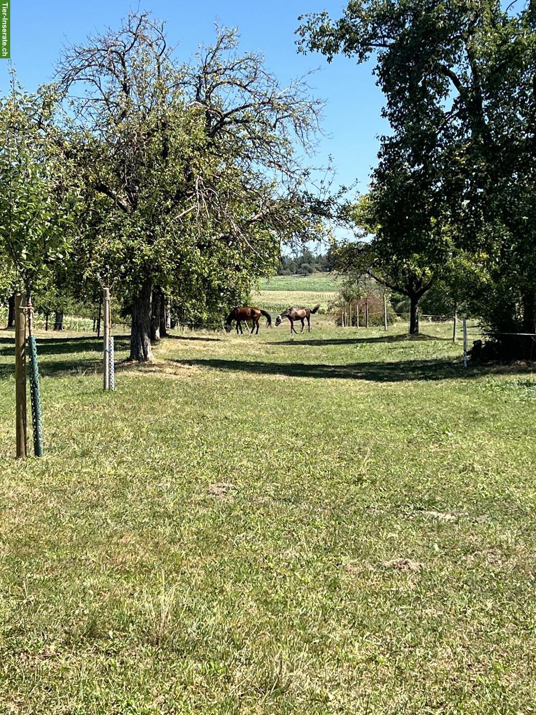 Bild 2: Offenstallplätze für Stauballergiker etc. in Wittenbach SG