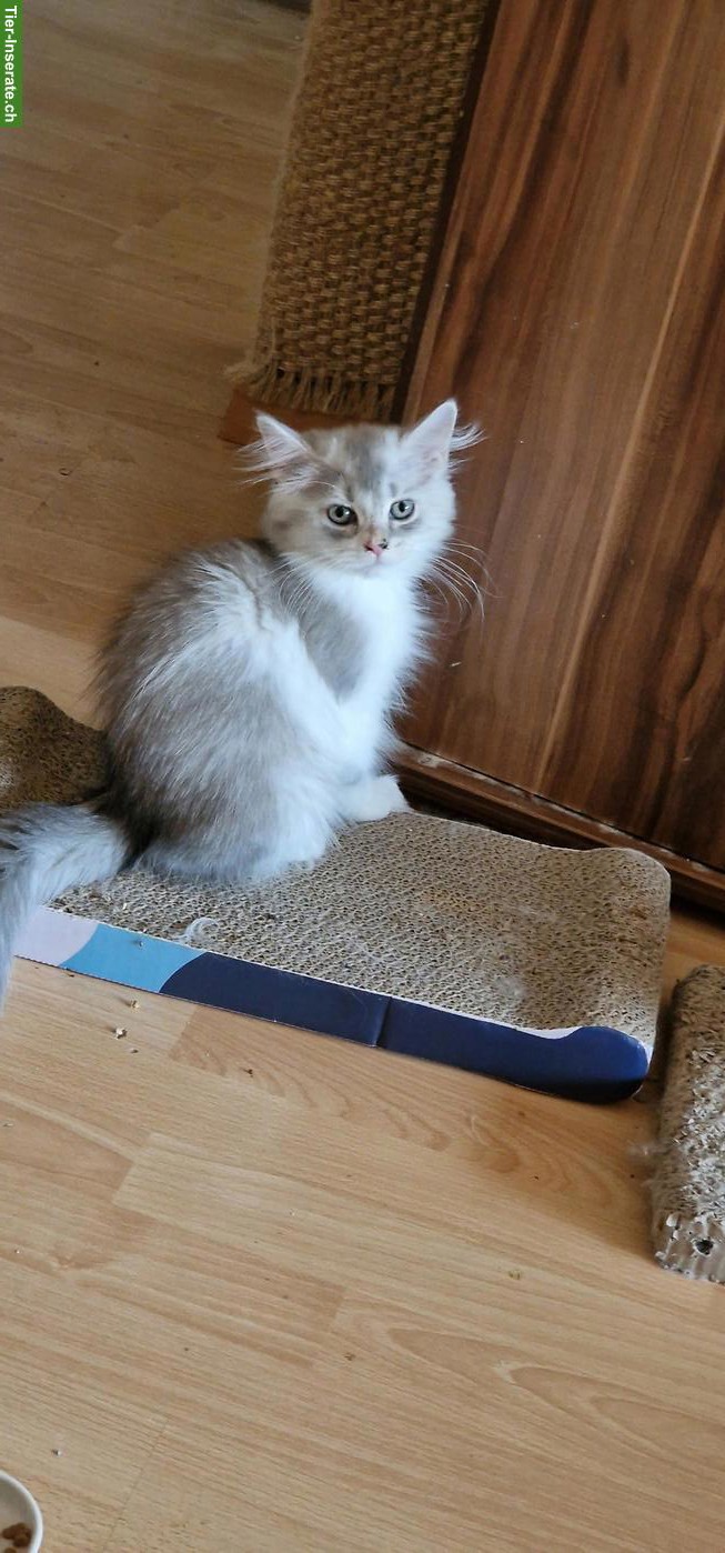 BLH/Perser Kater Kitten sucht ein Zuhause
