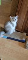 BLH/Perser Kater Kitten sucht ein Zuhause