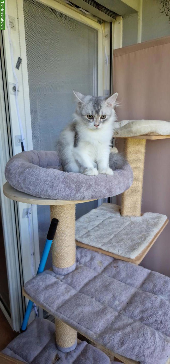 Bild 2: BLH/Perser Kater Kitten sucht ein Zuhause