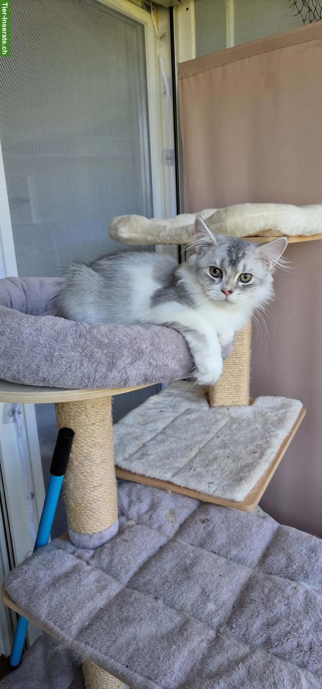 Bild 3: BLH/Perser Kater Kitten sucht ein Zuhause