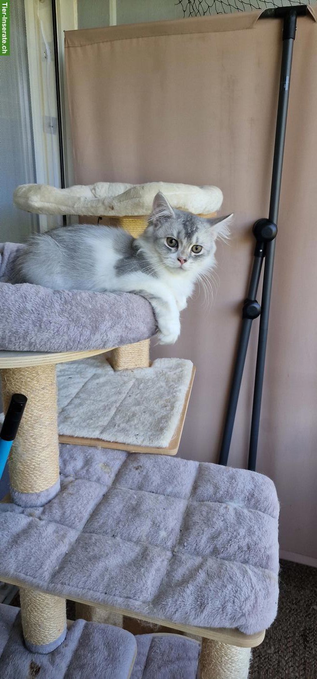 Bild 4: BLH/Perser Kater Kitten sucht ein Zuhause