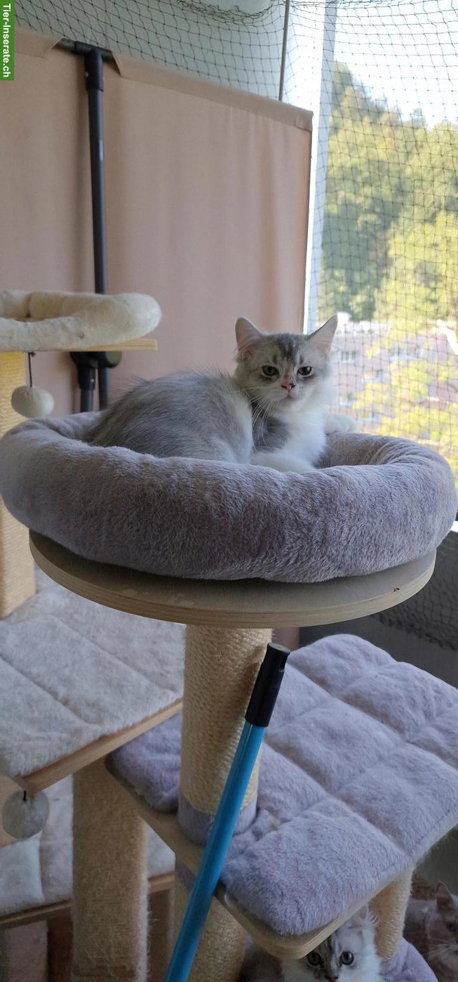 Bild 5: BLH/Perser Kater Kitten sucht ein Zuhause