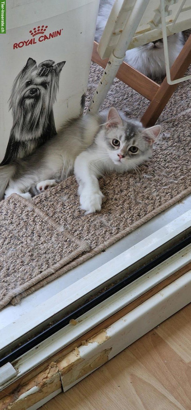 Bild 6: BLH/Perser Kater Kitten sucht ein Zuhause