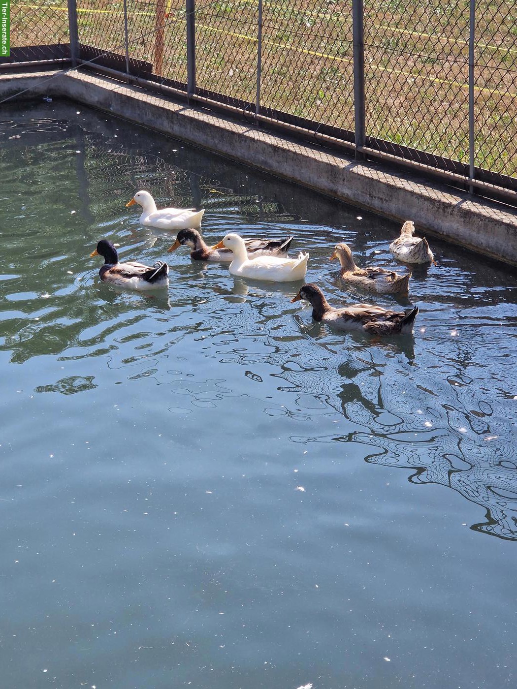 Stockenten Erpel/Ente gratis abzugeben