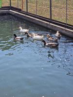 Stockenten Erpel/Ente gratis abzugeben