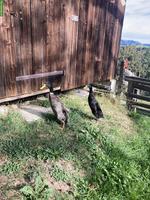2 schöne Laufenten Erpel zu verkaufen