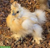 US Silkies Hennen zu verkaufen