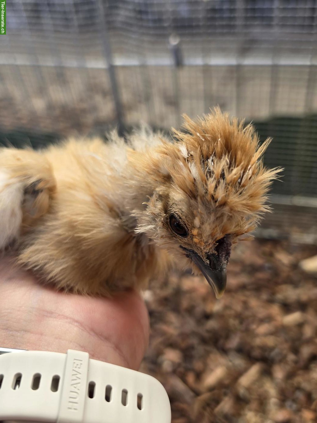 Bild 2: US Silkies Hennen zu verkaufen