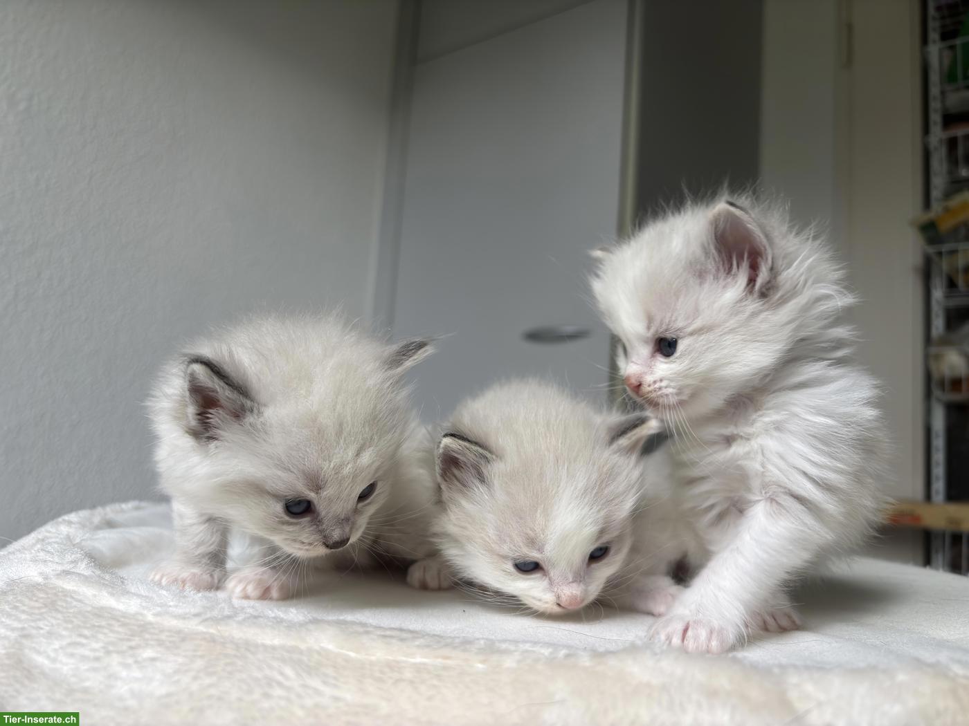 Ragdoll Kitten reinrassig suchen liebes Zuhause