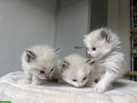 Ragdoll Kitten reinrassig suchen liebes Zuhause