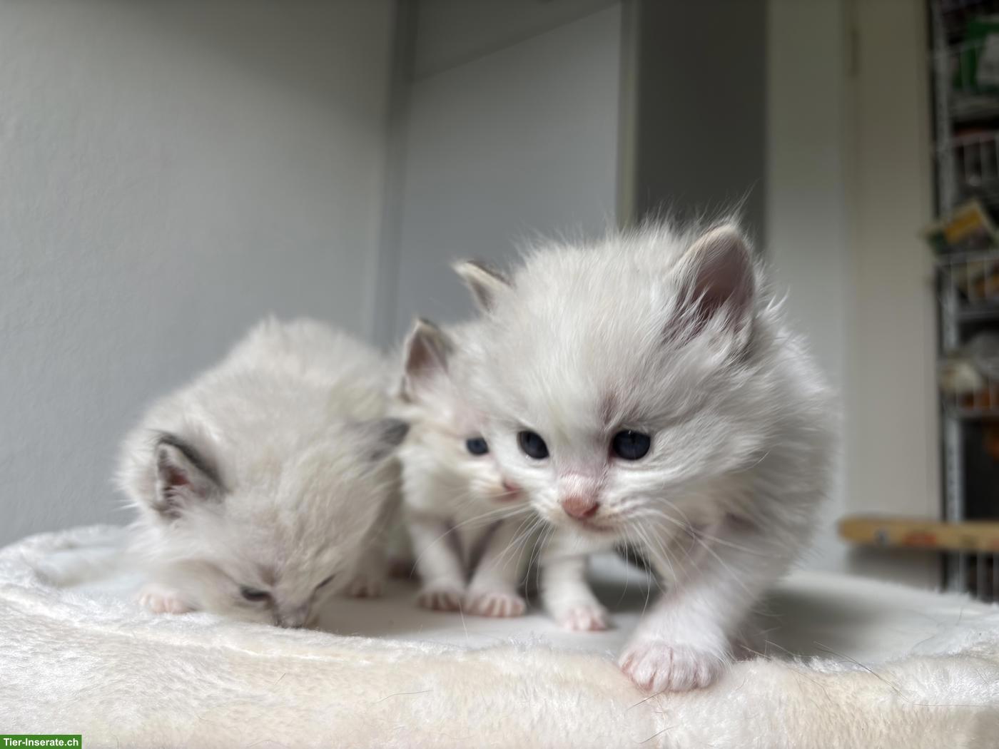 Bild 2: Ragdoll Kitten reinrassig suchen liebes Zuhause