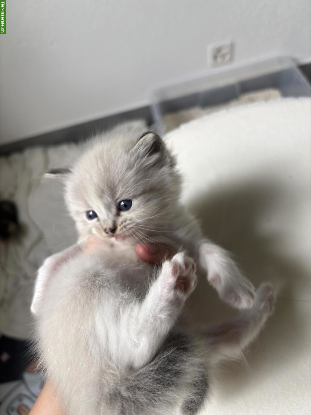 Bild 3: Ragdoll Kitten reinrassig suchen liebes Zuhause
