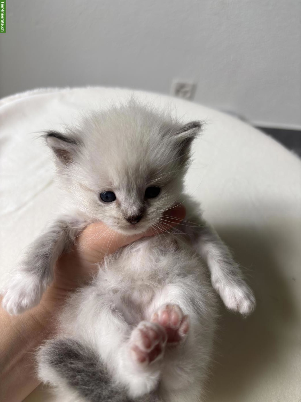 Bild 4: Ragdoll Kitten reinrassig suchen liebes Zuhause