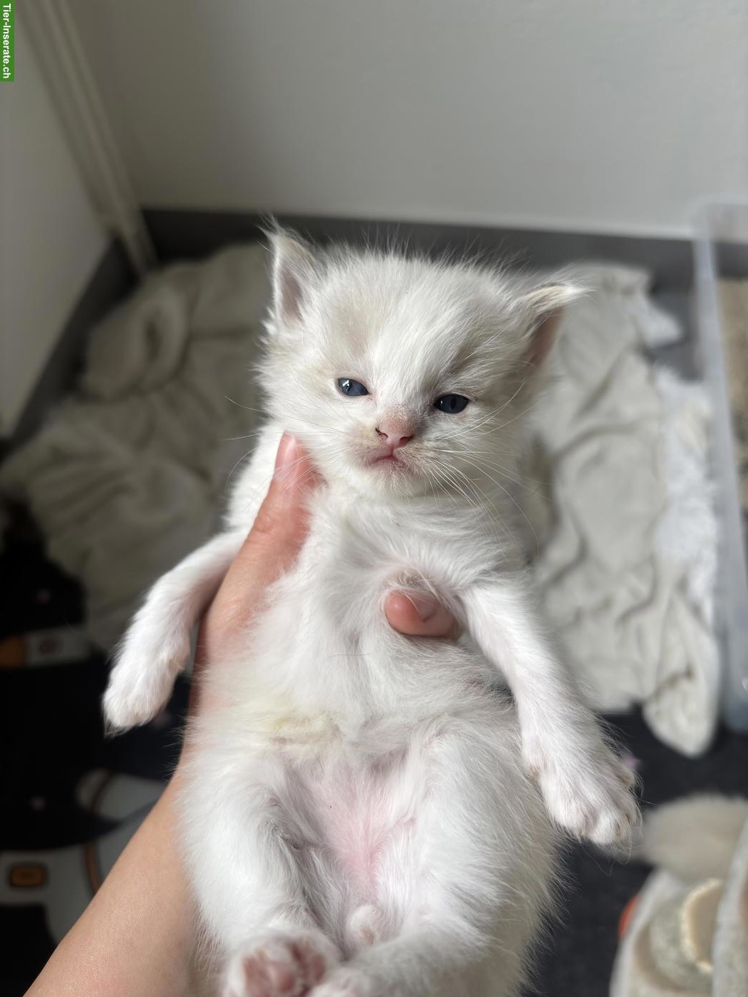 Bild 5: Ragdoll Kitten reinrassig suchen liebes Zuhause