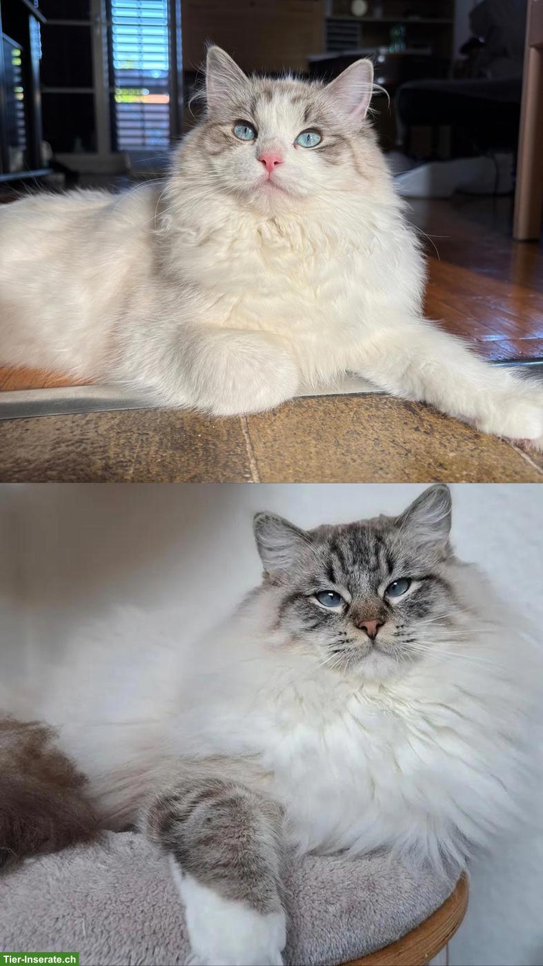 Bild 6: Ragdoll Kitten reinrassig suchen liebes Zuhause