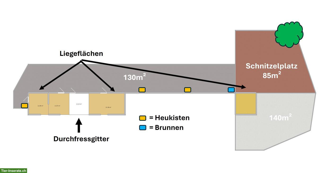 Bild 2: Pensionsplatz in Gruppenlaufstall in Spreitenbach