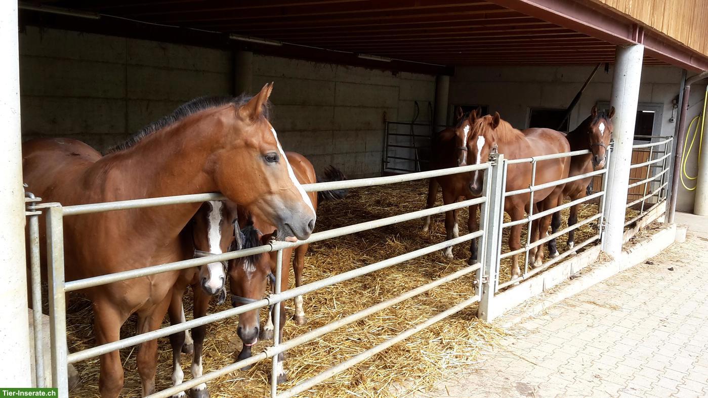 Aufzuchtplätze in familiärer Fohlenweide in Wölflinswil AG