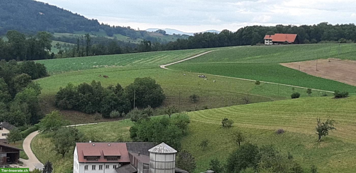 Bild 3: Aufzuchtplätze in familiärer Fohlenweide in Wölflinswil AG