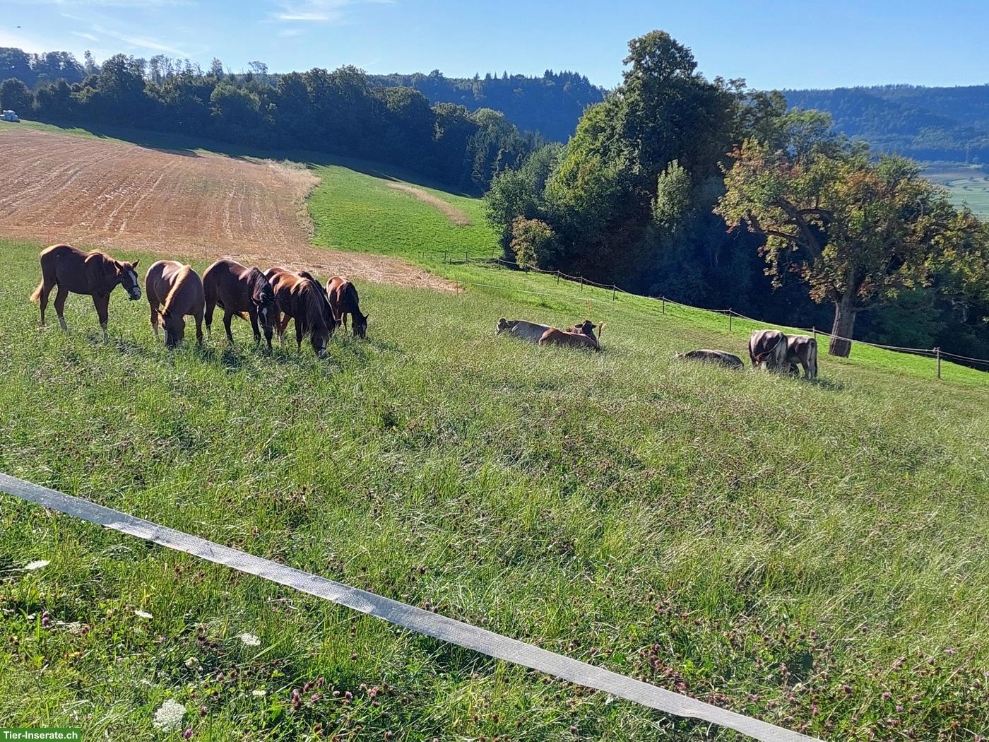 Bild 4: Aufzuchtplätze in familiärer Fohlenweide in Wölflinswil AG