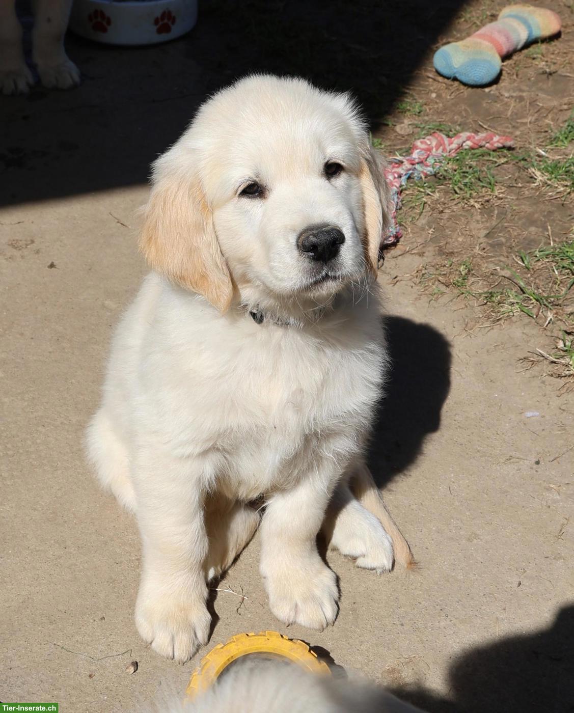 Süsser Golden Retriever Welpe, Rüde