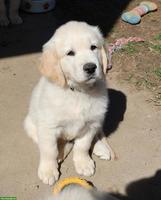 Süsser Golden Retriever Welpe, Rüde