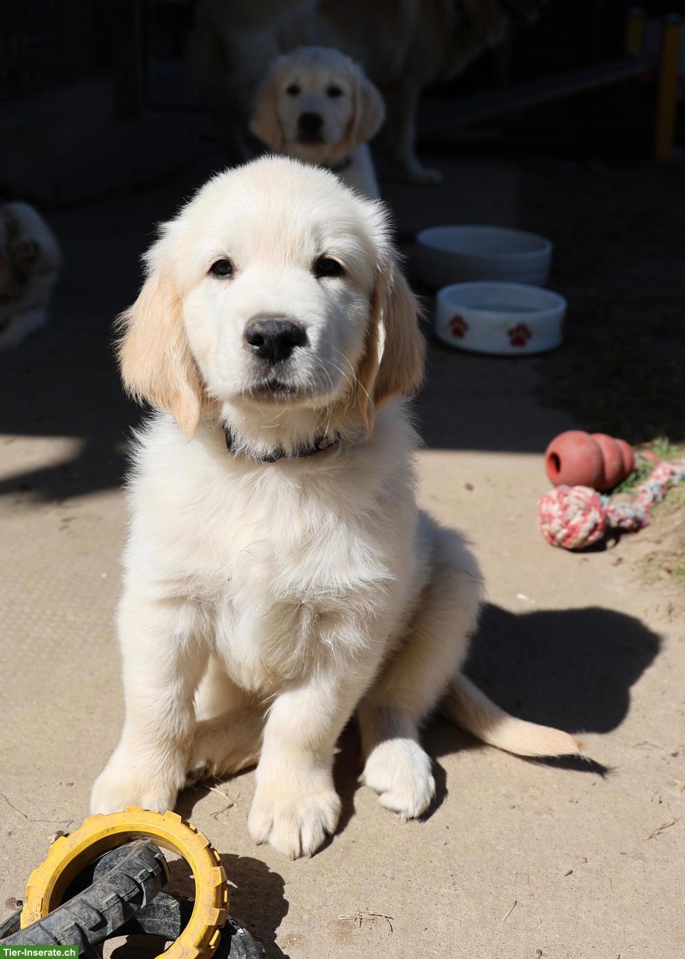 Bild 2: Süsser Golden Retriever Welpe, Rüde