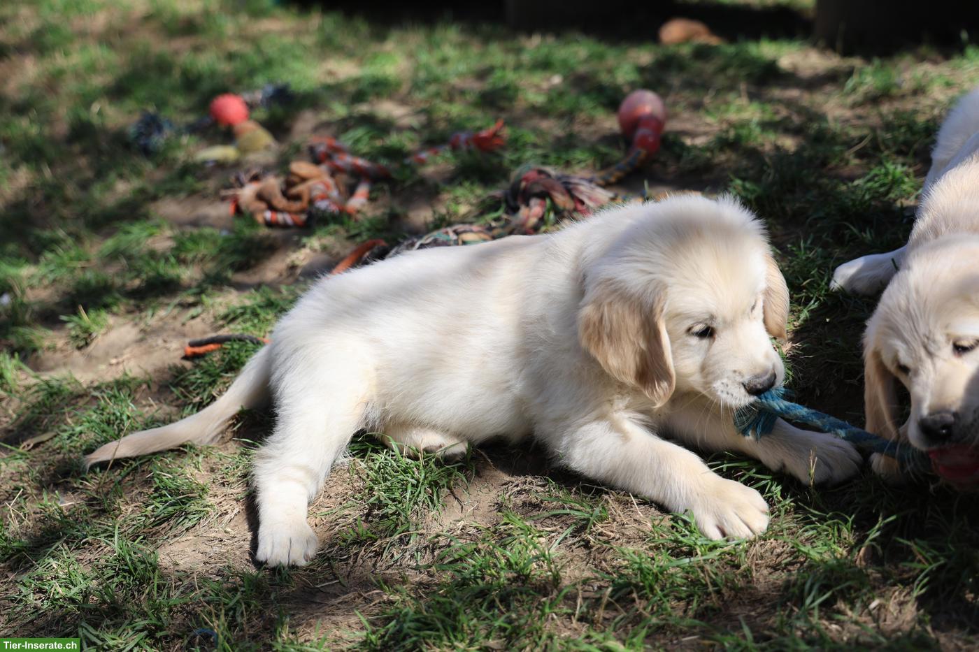 Bild 3: Süsser Golden Retriever Welpe, Rüde