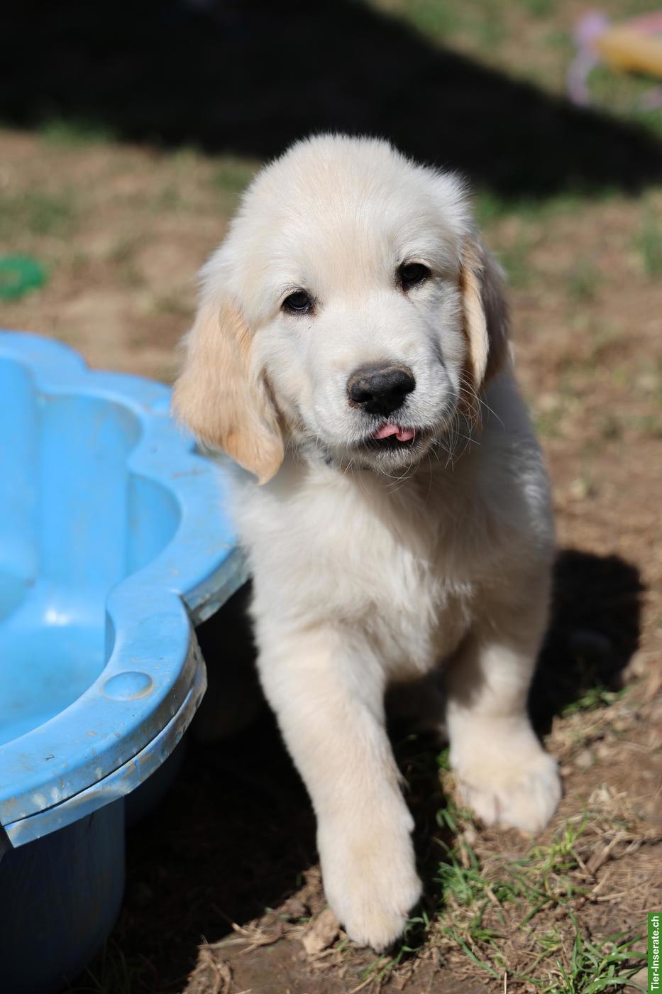 Bild 4: Süsser Golden Retriever Welpe, Rüde
